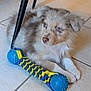 Coffee a rejoint le concours — aidez-le/la à gagner de superbes lots ! puppy, dog, toy, floor, tile, indoor, pet, blue, yellow, fur, curious, cute, playful, animal, resting, domestic, young, companion, chew_toy, furniture
