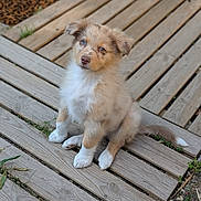 Coffee a rejoint le concours — aidez-le/la à gagner de superbes lots ! puppy, dog, wooden_deck, outdoor, animal, pet, fur, cute, sitting, young, brown, white, eyes, tail, nature, grass, wood, curious, adorable, portrait