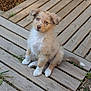 puppy, dog, wooden_deck, outdoor, animal, pet, fur, cute, sitting, young, brown, white, eyes, tail, nature, grass, wood, curious, adorable, portrait