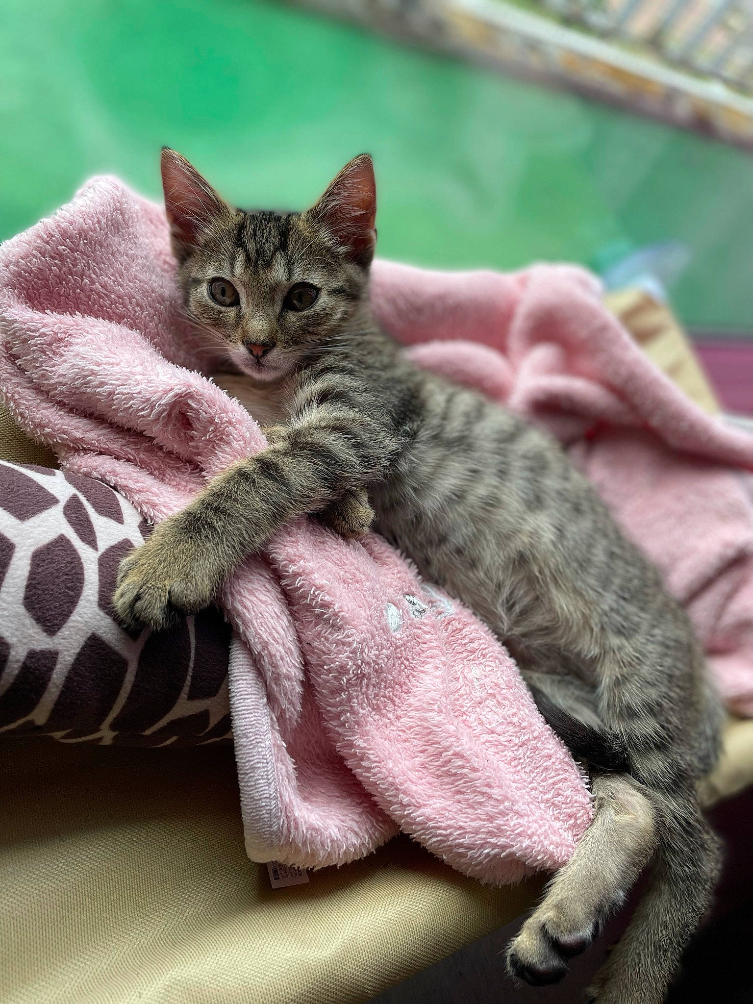 Skunk a rejoint le concours — aidez-le/la à gagner de superbes lots ! carnivore, cat, claw, comfort, domestic_short_haired_cat, felidae, fur, grey, linens, nap, pattern, paw, small_to_medium_sized_cats, tail, terrestrial_animal, whiskers, woven_fabric