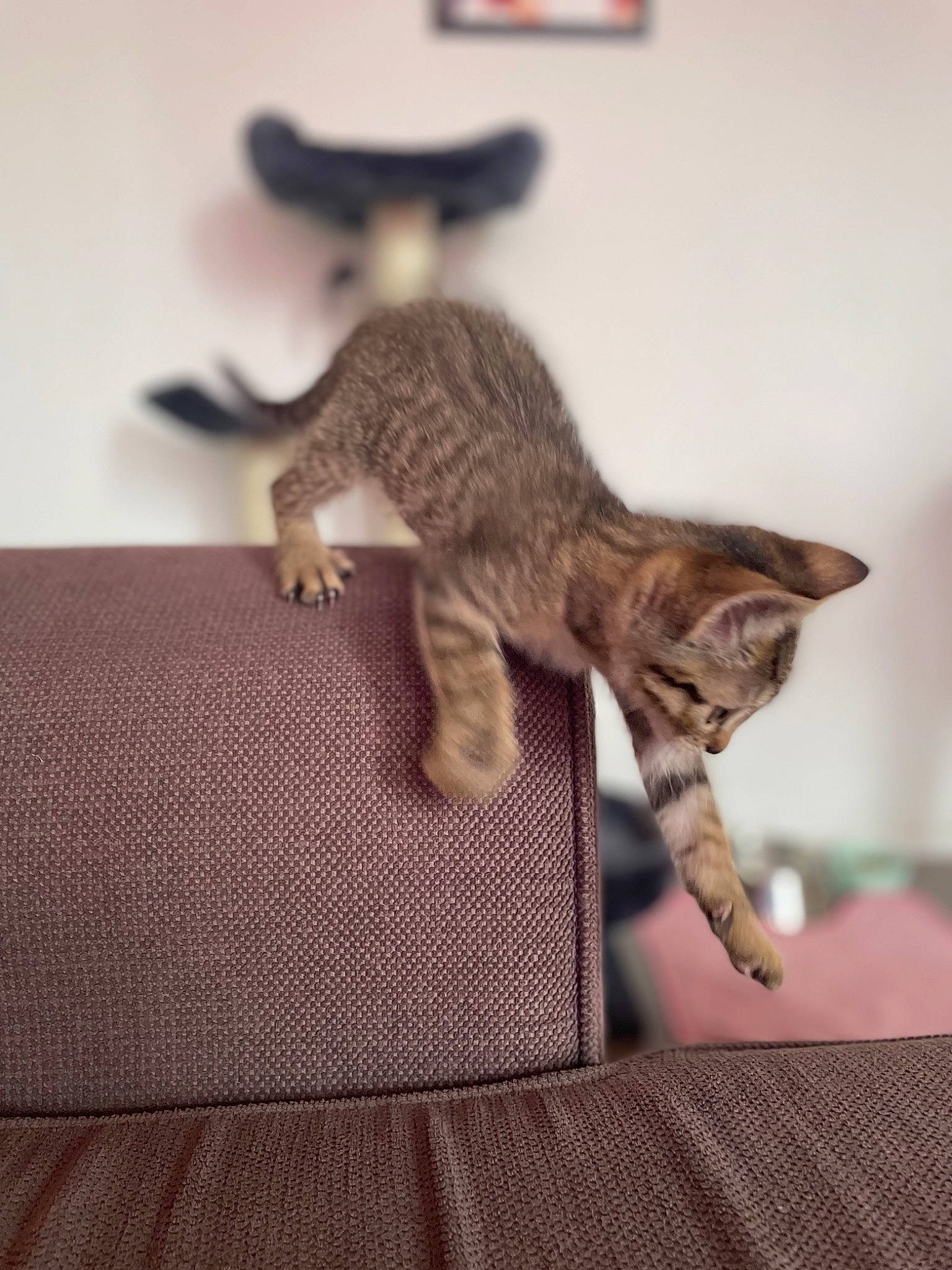 Skunk a rejoint le concours — aidez-le/la à gagner de superbes lots ! carnivore, cat, claw, comfort, domestic_short_haired_cat, fawn, felidae, flooring, fur, grey, metal, paw, picture_frame, small_to_medium_sized_cats, snout, tail, terrestrial_animal, whiskers, wildlife, wood