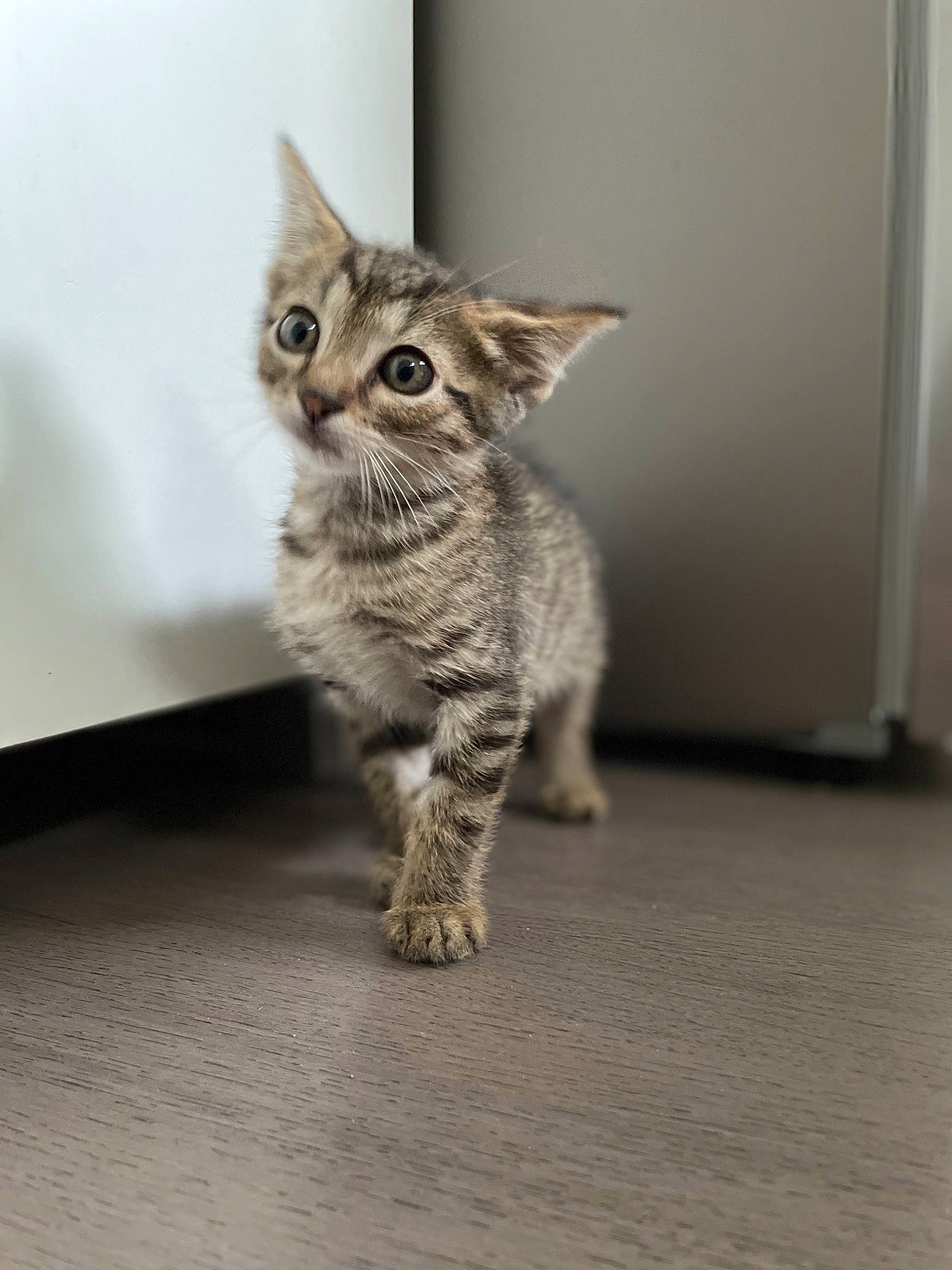 Skunk a rejoint le concours — aidez-le/la à gagner de superbes lots ! art, carnivore, cat, claw, curious, domestic_short_haired_cat, felidae, flooring, fur, grey, paw, sitting, small_to_medium_sized_cats, snout, tail, terrestrial_animal, whiskers, wildlife, wood