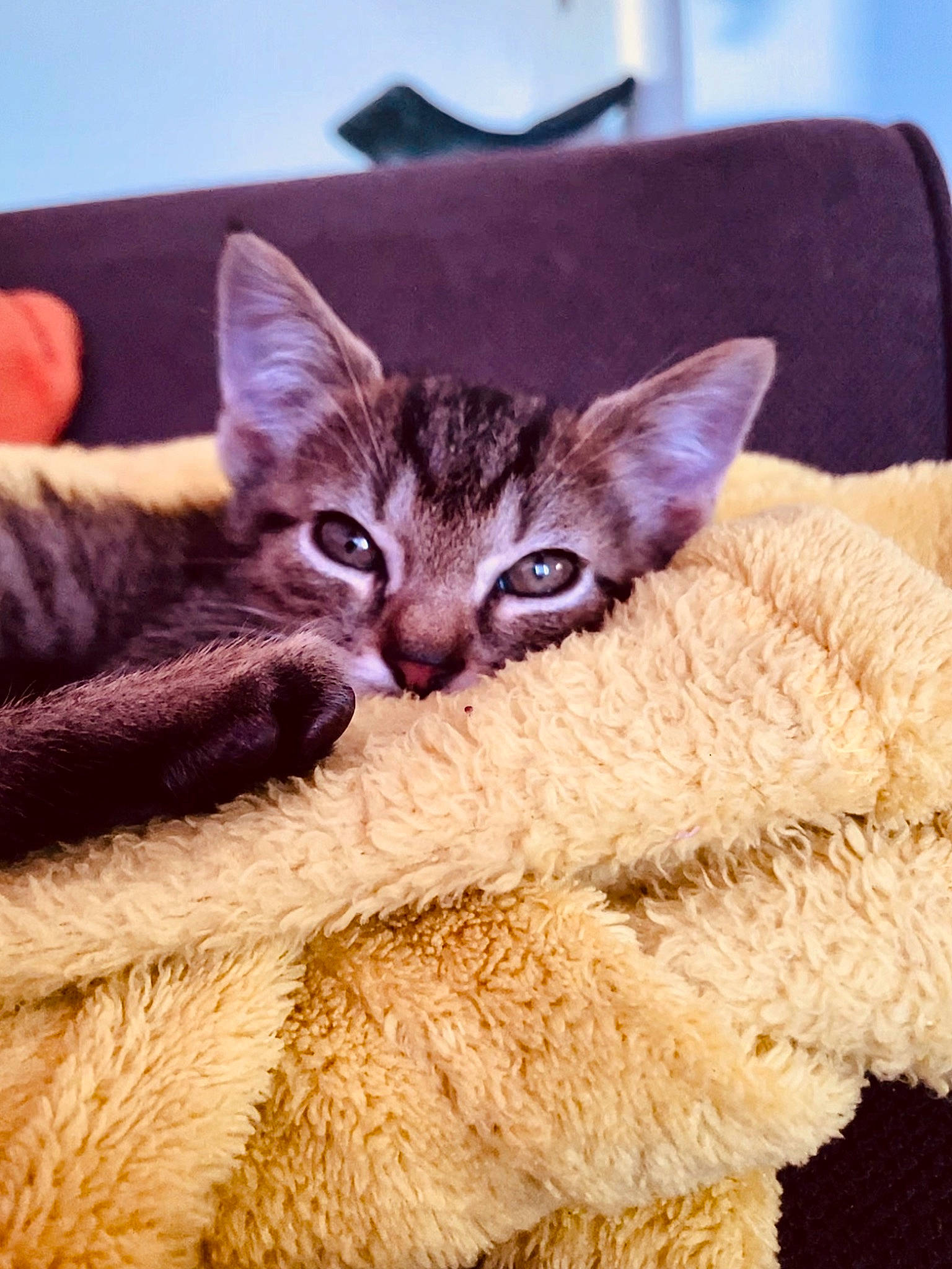 Skunk participe au concours pour gagner de l'argent avec cette photo : carnivore, cat, claw, close_up, comfort, couch, domestic_short_haired_cat, fawn, felidae, fur, linens, paw, small_to_medium_sized_cats, snout, tail, whiskers, wildlife