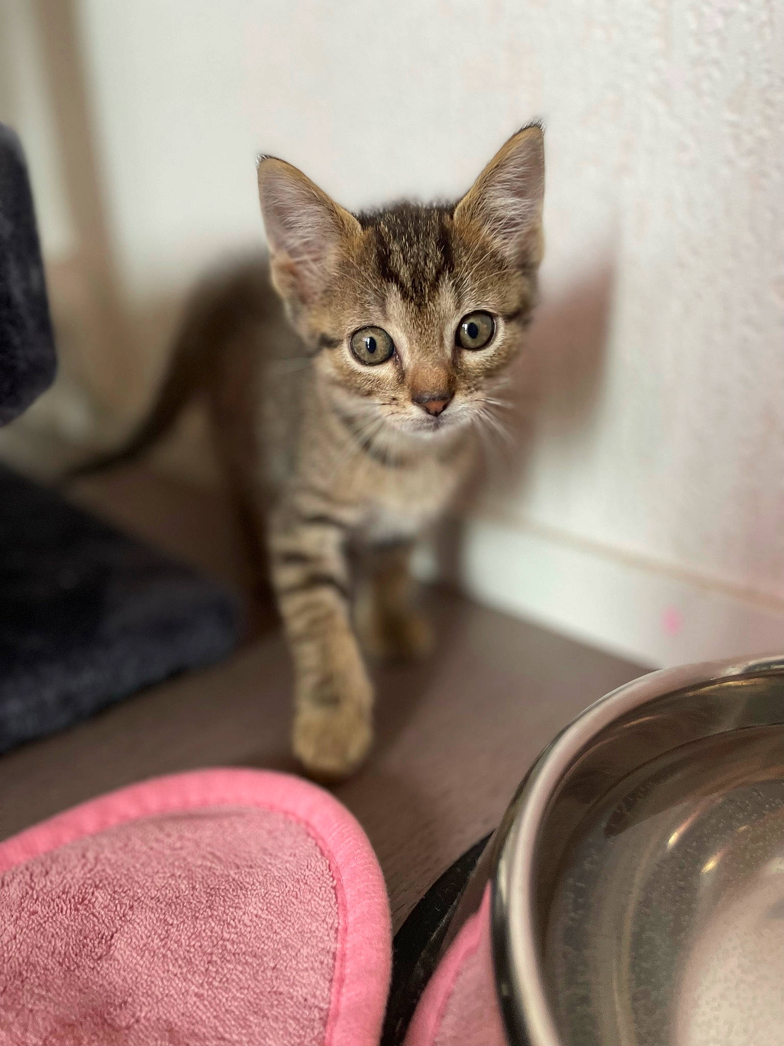 Skunk a rejoint le concours — aidez-le/la à gagner de superbes lots ! carmine, carnivore, cat, cat_supply, comfort, dishware, domestic_short_haired_cat, felidae, fur, paw, pet_supply, serveware, small_to_medium_sized_cats, snout, tableware, terrestrial_animal, whiskers