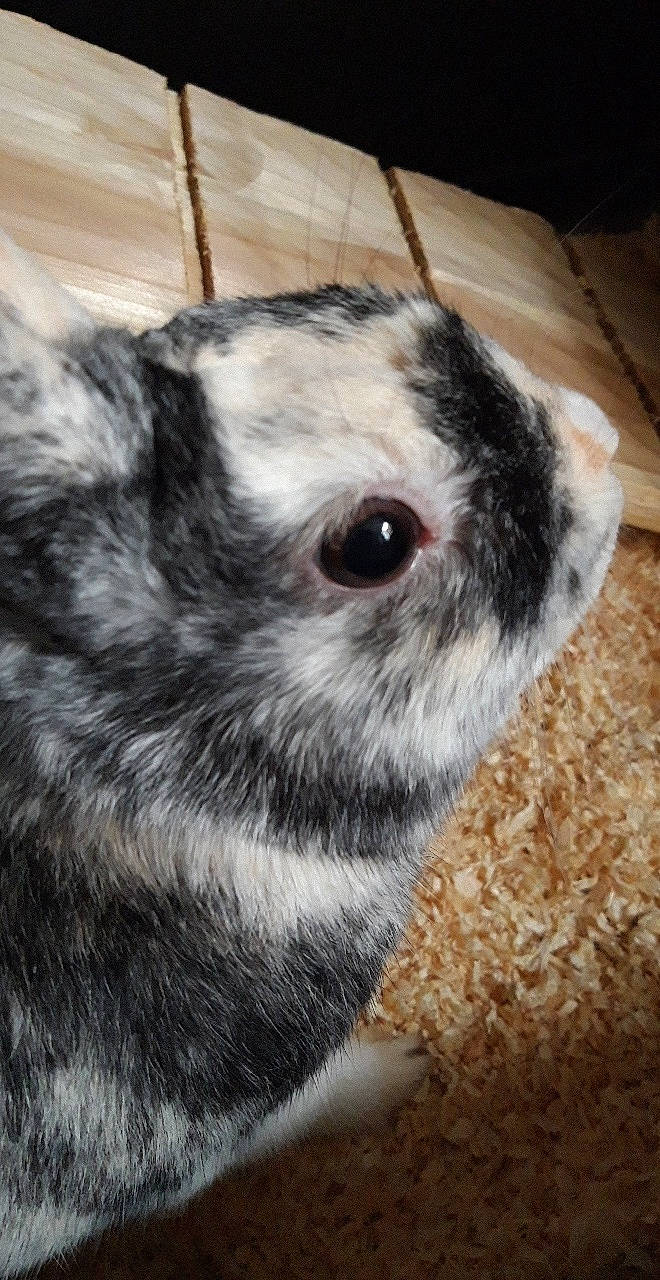 Crispy a rejoint le concours — aidez-le/la à gagner de superbes lots ! chinchilla, close_up, domestic_rabbit, ear, eye, fawn, fur, gerbil, hamster, iris, mammal, rabbit, rabbits_and_hares, rodent, snout, whiskers