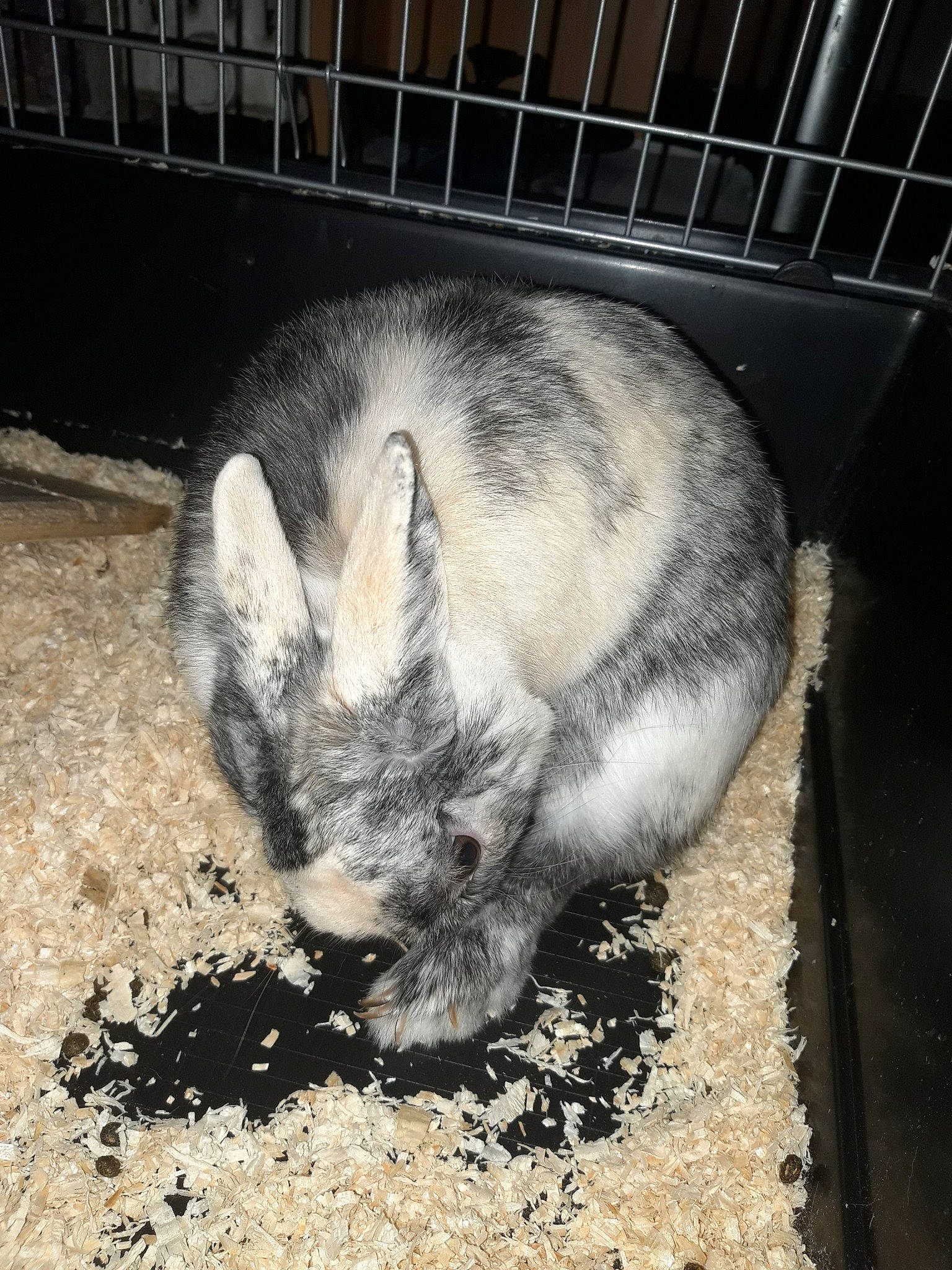 Crispy participe au concours pour gagner de l'argent avec cette photo : chinchilla, domestic_rabbit, mammal, marsupial, rabbit, rabbits_and_hares, rodent, snout, vertebrate, wildlife