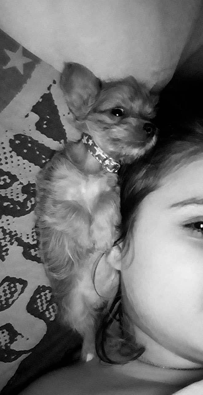 Pryska participe au concours pour gagner de l'argent avec cette photo : canidae, carnivore, chihuahua, companion_dog, dog, dog_breed, ear, eye, fawn, morkie, pomeranian, puppy, puppy_love, skin, snout, toy_dog