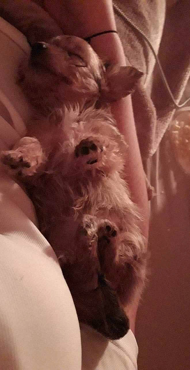 Pryska participe au concours pour gagner de l'argent avec cette photo : canidae, carnivore, dog_breed, puppy, snout, terrier, west_highland_white_terrier