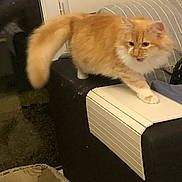 Gerard Hageaux a rejoint le concours — aidez-le/la à gagner de superbes lots ! cat, orange_cat, fluffy, pet, indoor, couch, furniture, striped_cushion, pet_bed, animal, whiskers, tail, paw, mid_step, meowing, domestic_cat, household, cozy, feline, cute