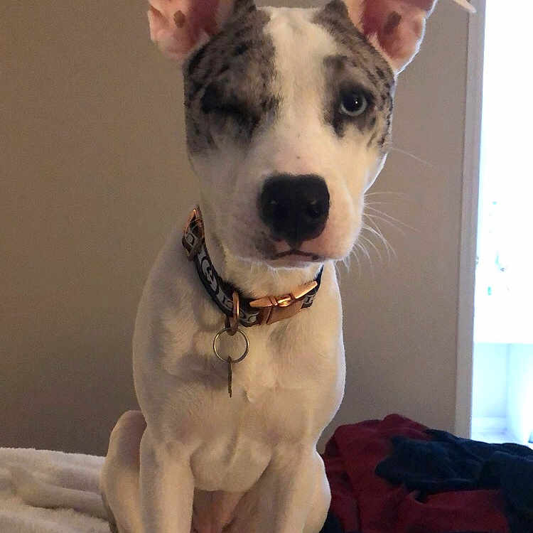 Lola is registered to the contest to win money with this photo: canidae, carnivore, dog, dog_breed, dog_collar, ear, fawn, feist, mammal, non_sporting_group, old_english_terrier, pit_bull, rare_breed_dog, snout, sporting_group, vertebrate, whiskers
