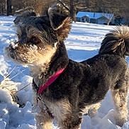 Maya is registered to the contest to win money with this photo: dog, snow, leash, outdoor, winter, fur, pet, canine, nature, tree, house, daylight, animal, cold, landscape, curious, standing, alert, pink_leash, snowflakes