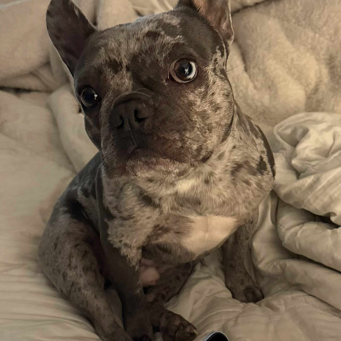 Louis Aka Louie is registered to the contest to win money with this photo: dog, french_bulldog, bed, blanket, indoor, pet, curious, rumpled, cozy, fur, ears, eyes, nose, paw, sitting, looking, smartphone, device, light, texture
