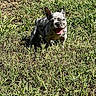 dog, puppy, french_bulldog, grass, outdoor, sunlight, pet, animal, happy, tongue_out, ears_up, playful, nature, summer, cute, spotted_coat, mammal, young, small_dog, friendly