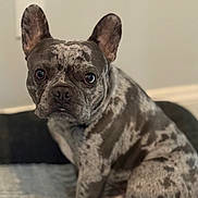 Louis Aka Louie joined the competition — help win amazing prizes! french_bulldog, dog, merle_coat, pet, indoor, portrait, sitting, curious, brown_spots, ears_up, looking_at_camera, floor, rug, animal, domestic_animal, companion, cute, young_dog, close_up, home