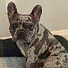 french_bulldog, dog, merle_coat, pet, indoor, portrait, sitting, curious, brown_spots, ears_up, looking_at_camera, floor, rug, animal, domestic_animal, companion, cute, young_dog, close_up, home