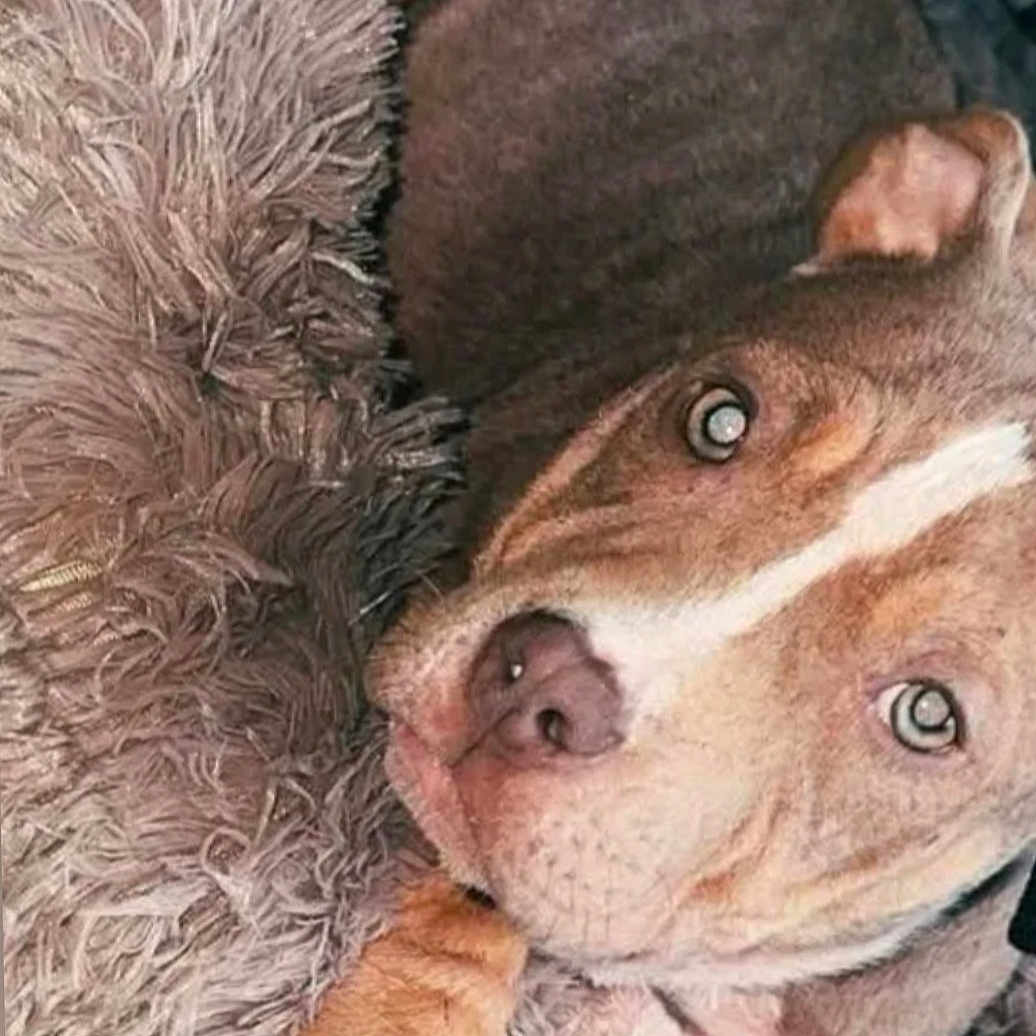 Meiko a rejoint le concours — aidez-le/la à gagner de superbes lots ! dog, pet, lying_down, fluffy_rug, brown_fur, white_markings, paw, chew_toy, indoor, cozy, close_up, resting, canine, looking_up, domestic_animal, cute, sleepy, companion, relaxed, soft_texture