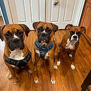 Brenn Gus Hudson is registered to the contest to win money with this photo: animal, boxer, brown_fur, canine, closet, cute, dog, domestic, door, ears, eyes, floor, harness, indoor, pet, sitting, three_dogs, waiting, white_markings, wood_floor