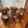 animal, boxer, brown_fur, canine, closet, cute, dog, domestic, door, ears, eyes, floor, harness, indoor, pet, sitting, three_dogs, waiting, white_markings, wood_floor