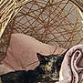 basket, black_cat, blanket, cat, comfort, cozy, furniture, home, indoor, nap, pet, pink, relaxation, resting, sleeping, soft_texture, string_design, sunlight, woven, woven_chair