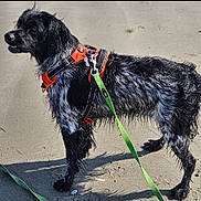 Ulla a rejoint le concours — aidez-le/la à gagner de superbes lots ! alert, animal, beach, black_and_white, canine, closeup, daylight, dog, harness, leash, nature, outdoor, pet, playful, portrait, sand, standing, summer, walking, wet_fur