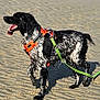 Ulla a rejoint le concours — aidez-le/la à gagner de superbes lots ! animal, beach, black_and_white, canine, daytime, dog, fur, green_leash, happy, muzzle, orange_harness, outdoor, pet, playful, sand, side_view, summer, tongue_out, walking, wet