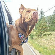 Daisy joined the competition — help win amazing prizes! animal, brown_dog, canine, car, car_window, daytime, dog, grass, greenery, harness, nature, outdoor, pet, pine_trees, road, scenic, sky, travel, trees, wildflowers