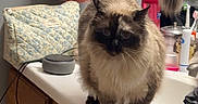 Mizu joined the competition — help win amazing prizes! cat, fluffy, bathroom, counter, sink, towel, toiletries, pink_towel, wooden_cabinet, fluffy_tail, pet, animal, domestic_cat, indoor, feline, curious, walking, fur, whiskers, portrait