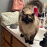 cat, fluffy, bathroom, counter, sink, towel, toiletries, pink_towel, wooden_cabinet, fluffy_tail, pet, animal, domestic_cat, indoor, feline, curious, walking, fur, whiskers, portrait