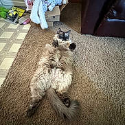 Mizu joined the competition — help win amazing prizes! cat, fluffy, carpet, indoor, relaxed, lying_down, box, stuffed_animal, bunny, furniture, leather_couch, home, pet, animal, cozy, floor, tail, whiskers, ears, paws