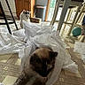 Mizu is registered to the contest to win money with this photo: cat, indoor, kitchen, floor, paper, curious, relaxed, domestic, home, cabinet, door, natural_light, tile_floor, furniture, balloon, trash_can, white_cat, brown_cat, curiosity, playful
