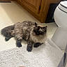 Mizu is registered to the contest to win money with this photo: cat, bathroom, rug, wooden_cabinet, toilet, floor, pet, indoor, fur, curious, animal, home, relaxed, domestic, feline, light, shadow, tile_floor, closeup, resting