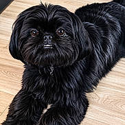 Cookie joined the competition — help win amazing prizes! dog, black_fur, pet, animal, indoor, floor, wooden_floor, lying_down, cute, fluffy, small_dog, face, eyes, nose, mouth, collar, fur, paw, looking, domestic_animal