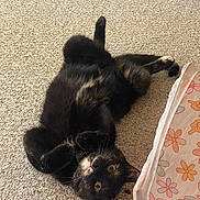 Yoshi is registered to the contest to win money with this photo: animal, basket, carpet, cat, collar, colorful, curious, cute, feline, floor, floral, fur, head_tilt, indoor, lying_down, pattern, pet, relaxed, tortoiseshell_cat, whiskers