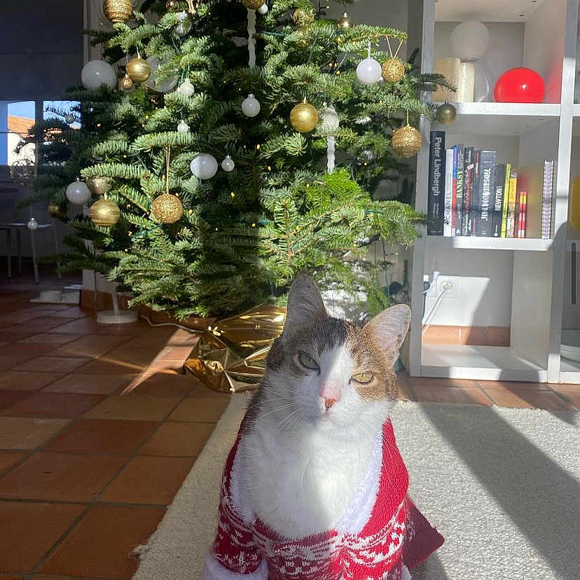 Fripouille a rejoint le concours — aidez-le/la à gagner de superbes lots ! accessories, animal, canine, cat, christmas, christmasdecorations, conifer, dog, face, festival, fir, head, kitten, person, pet, photography, plant, portrait, pottedplant, tree