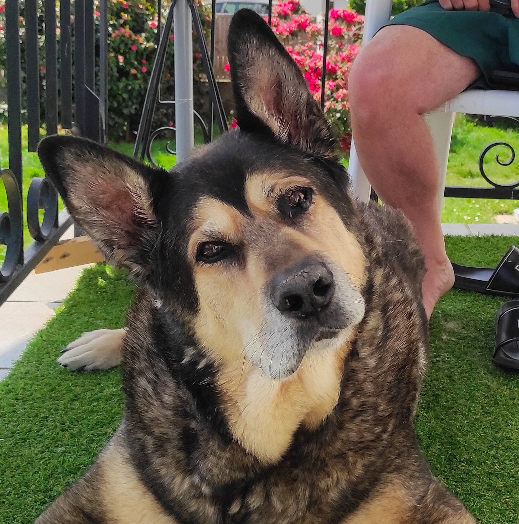 Falko participe au concours pour gagner de l'argent avec cette photo : carnivore, companion_dog, dog, dog_breed, eye, fawn, fence, fur, german_shepherd_dog, grass, head, herding_dog, jaw, luggage_and_bags, plant, snout, sporting_group, terrestrial_animal, whiskers, working_animal