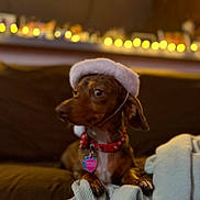 Motley joined the competition — help win amazing prizes! animal, blanket, blurry_background, brown_dog, cozy, curious, cute, cute_pet, dog, domestic_animal, fairy_lights, hat, holiday, indoor, pet, red_collar, resting, small_dog, soft_focus, warm_lighting