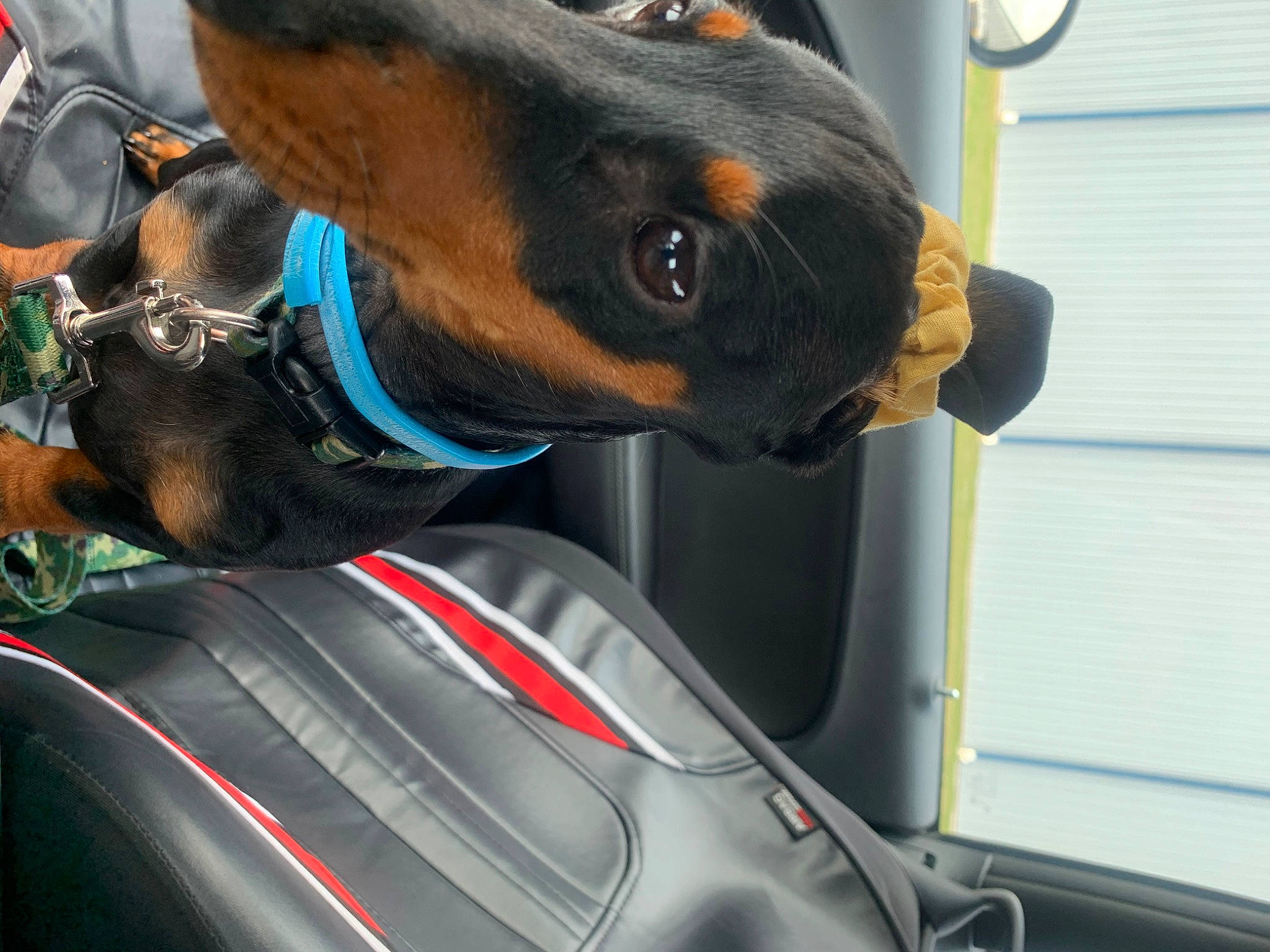 Oscar joined the competition — help win amazing prizes! auto_part, automotive_design, automotive_exterior, automotive_lighting, automotive_mirror, automotive_tire, car, carnivore, collar, companion_dog, dog, dog_breed, fawn, hood, motor_vehicle, snout, steering_wheel, vehicle, vehicle_door, working_animal