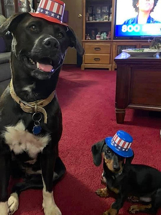 Oscar joined the competition — help win amazing prizes! blue, cabinetry, cable_television, canidae, carnivore, collar, companion_dog, dog, dog_breed, dog_collar, electric_blue, entertainment_center, fawn, flooring, home_appliance, snout, sporting_group, television, television_set, working_animal