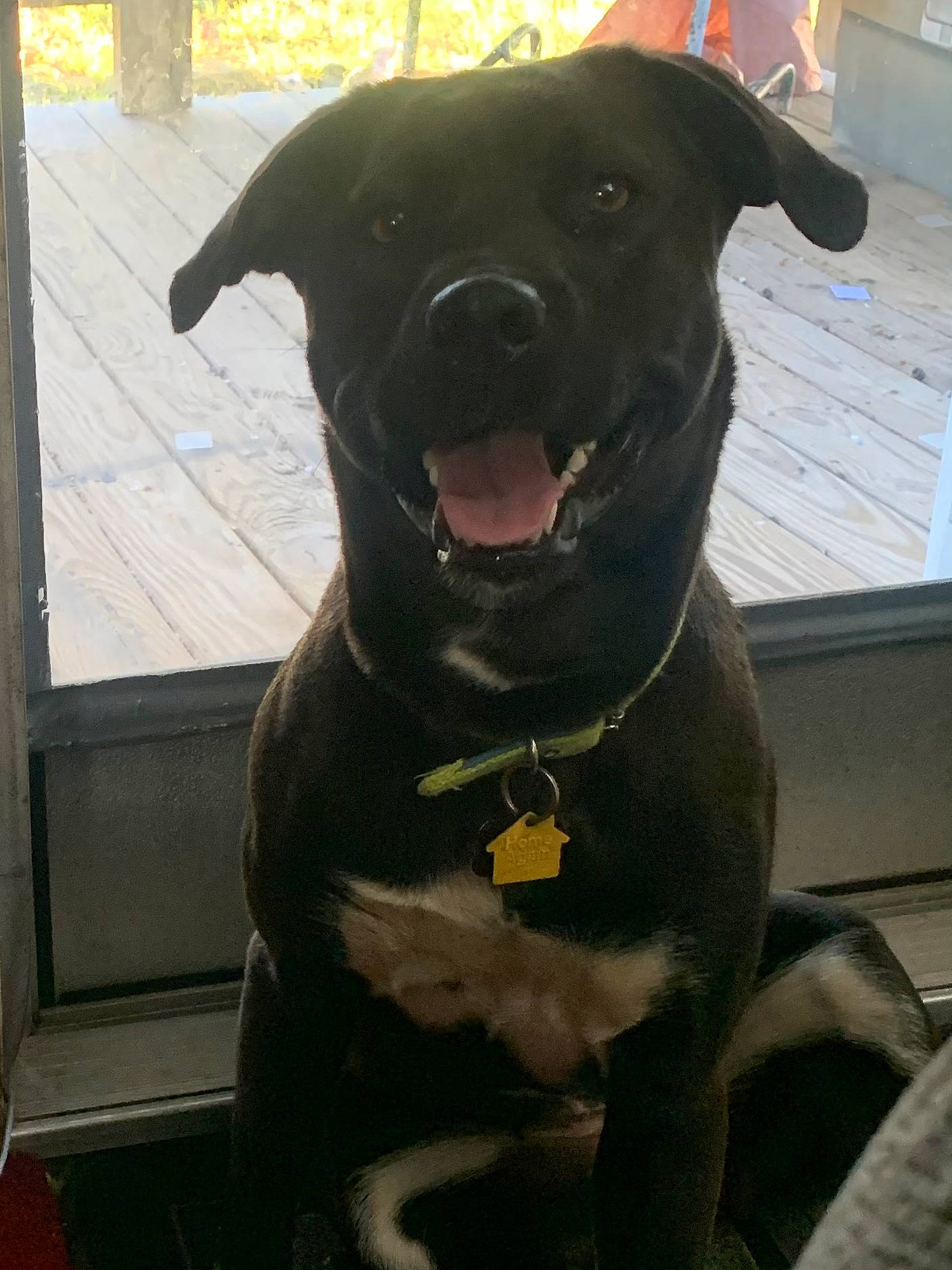 Luna joined the competition — help win amazing prizes! borador, canidae, carnivore, collar, companion_dog, dog, dog_breed, dog_collar, eye, fawn, fur, guard_dog, gun_dog, pet_supply, snout, sporting_group, whiskers, window, working_animal, working_dog