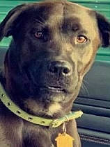 Luna is registered to the contest to win money with this photo: canidae, carnivore, collar, companion_dog, dog, dog_breed, dog_collar, ear, electric_blue, fawn, fur, liver, non_sporting_group, pet_supply, snout, sporting_group, terrestrial_animal, whiskers, working_animal, working_dog