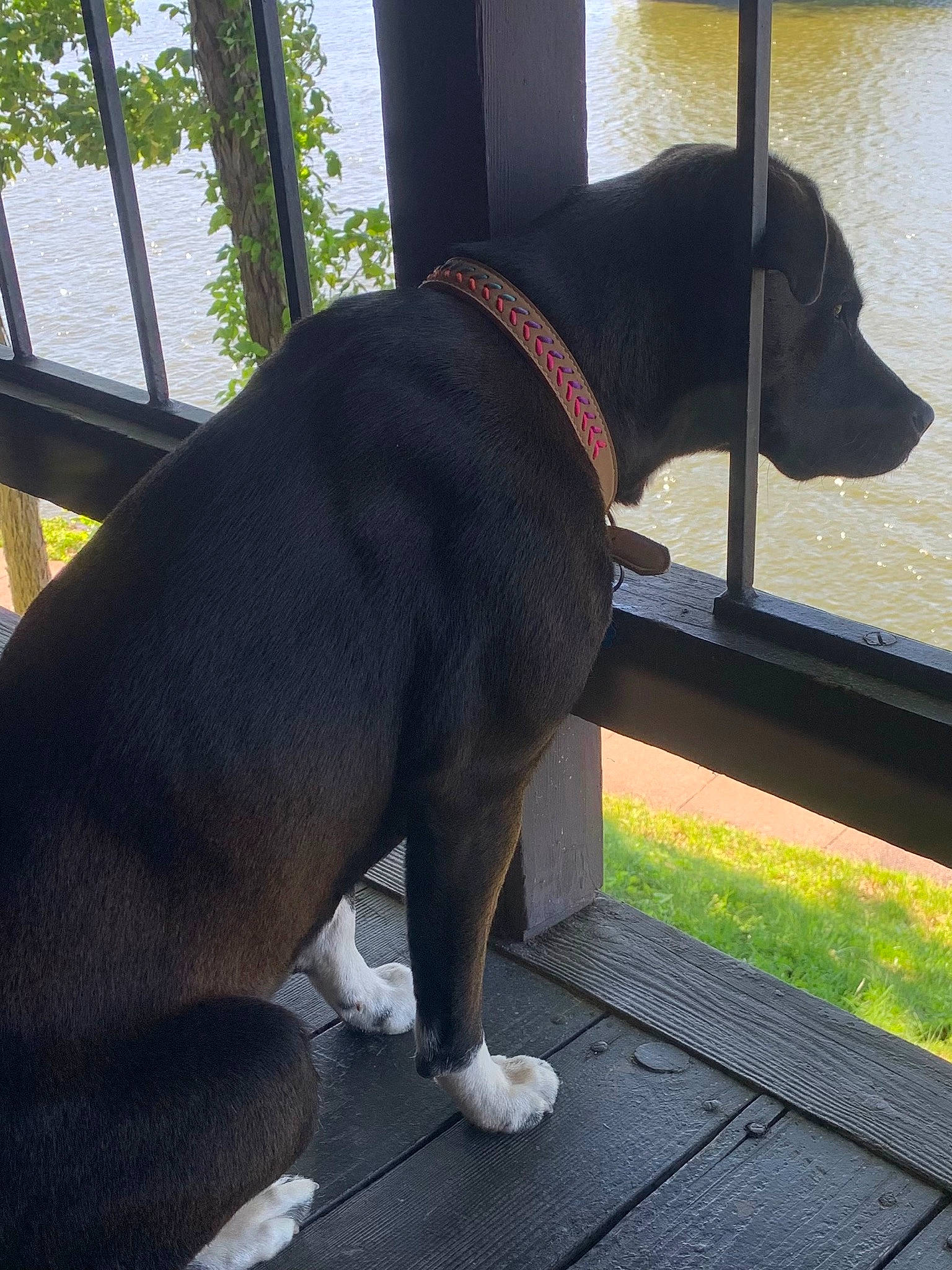 Luna joined the competition — help win amazing prizes! canidae, carnivore, collar, comfort, companion_dog, dog, dog_breed, dog_collar, dog_supply, fawn, pet_supply, rectangle, shade, snout, sporting_group, tail, terrestrial_animal, tree, working_animal, working_dog