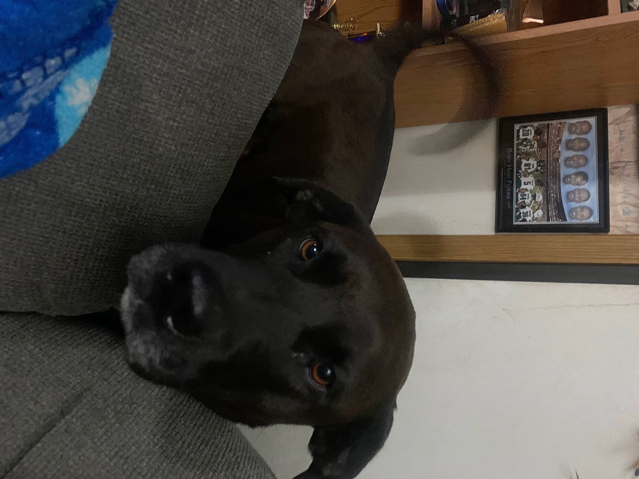 Luna joined the competition — help win amazing prizes! borador, canidae, carnivore, comfort, companion_dog, dog, dog_breed, ear, fawn, fur, gesture, guard_dog, labrador_retriever, liver, pointing_breed, puppy, snout, sporting_group, whiskers, working_animal