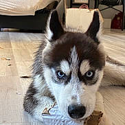 Azür participe au concours pour gagner de l'argent avec cette photo : dog, puppy, husky, siberian_husky, black_and_white, blue_eyes, heterochromia, portrait, close_up, indoors, wooden_floor, cardboard, chewing, playful, fluffy, ears, nose, pet, home, funny