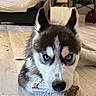 dog, puppy, husky, siberian_husky, black_and_white, blue_eyes, heterochromia, portrait, close_up, indoors, wooden_floor, cardboard, chewing, playful, fluffy, ears, nose, pet, home, funny