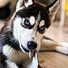 Azür participe au concours pour gagner de l'argent avec cette photo : dog, husky, puppy, blue_eyes, black_and_white, fluffy, animal, pet, portrait, close_up, indoors, wooden_floor, paper, chewing, mischievous, ears, fur, face, lying_down, photography