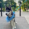 Azür a rejoint le concours — aidez-le/la à gagner de superbes lots ! dog, husky, siberian_husky, canine, pet, blue_bandana, leash, outdoor, park, sidewalk, standing, sitting, portrait, animal, fur, pointed_ears, open_mouth, tongue, trees, daylight