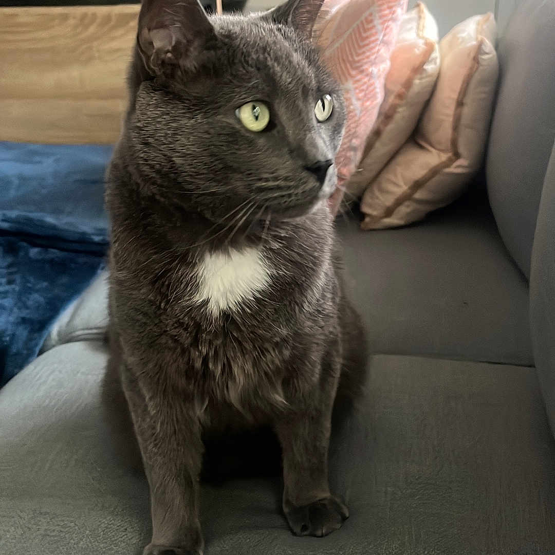 Dokmeh participe au concours pour gagner de l'argent avec cette photo : cat, couch, cozy, curious, cushions, domestic_animal, feline, furniture, gray_cat, green_eyes, home_decor, indoor, living_room, pet, plant, relaxed, sitting, television, white_patch, wooden_furniture