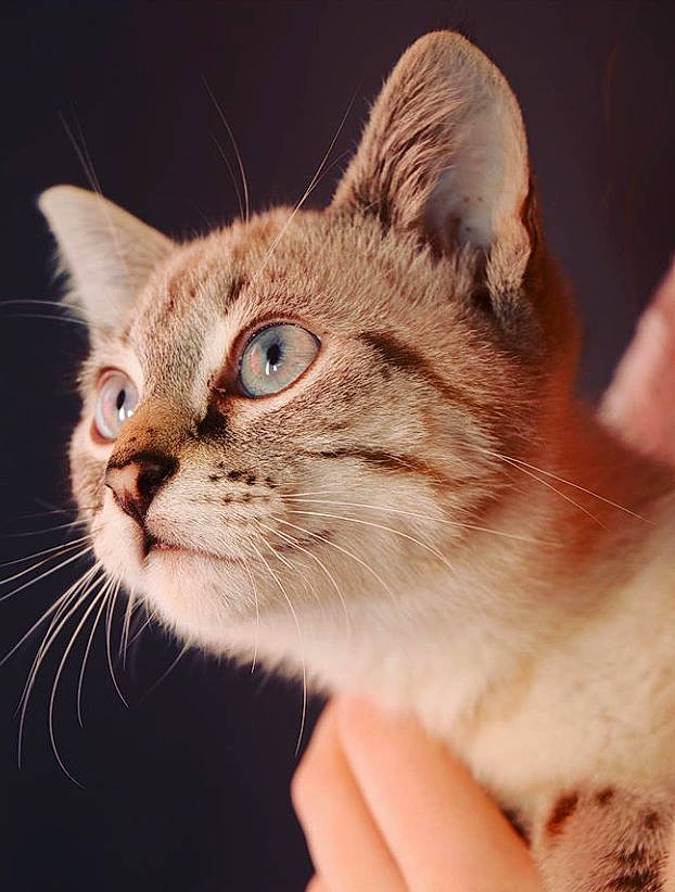 Pippin a rejoint le concours — aidez-le/la à gagner de superbes lots ! aegean_cat, american_wirehair, asian, burmilla, carnivore, cat, close_up, domestic_short_haired_cat, ear, european_shorthair, eye, felidae, kitten, mammal, singapura, small_to_medium_sized_cats, snout, tabby_cat, vertebrate, whiskers