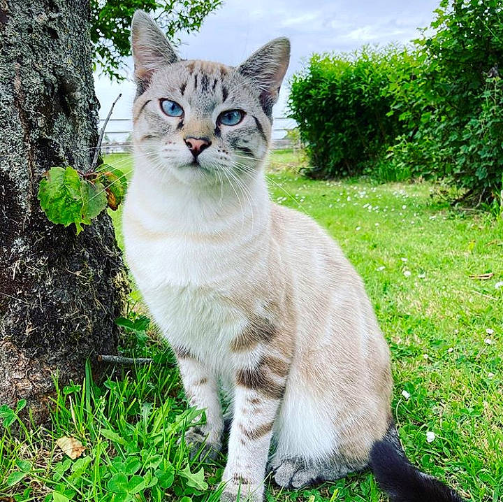 Pippin participe au concours pour gagner de l'argent avec cette photo : aegean_cat, american_wirehair, asian, carnivore, cat, domestic_short_haired_cat, european_shorthair, felidae, fur, grass, mammal, plant, small_to_medium_sized_cats, tabby_cat, tail, tree, vertebrate, whiskers, wild_cat, wildlife