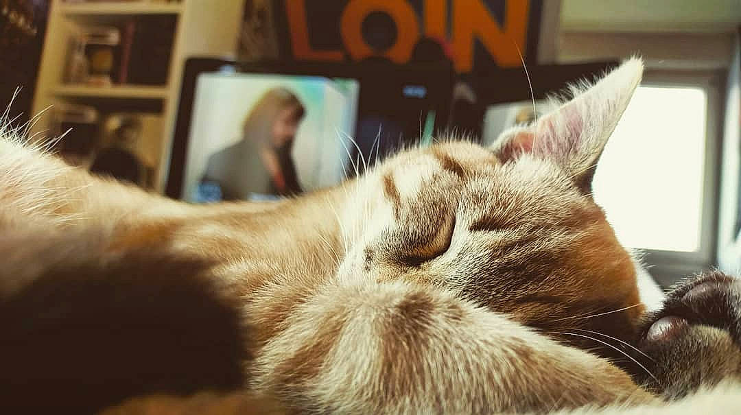 Pippin participe au concours pour gagner de l'argent avec cette photo : asian, carnivore, cat, close_up, ear, eye, fawn, felidae, fur, kitten, nap, nose, paw, photo_caption, sleep, small_to_medium_sized_cats, snout, tabby_cat, tonkinese, whiskers